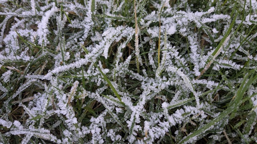 Grass frost, 
