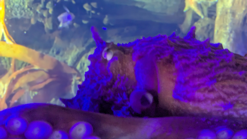 Giant Pacific Octopus, Giant Pacific octopus, a young one