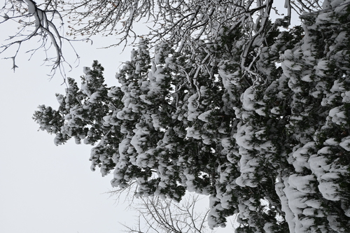 Snowy Pine Tree (December 2025), 