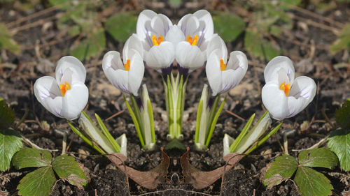 Spring Bulb
