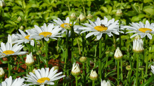 daisies, 
