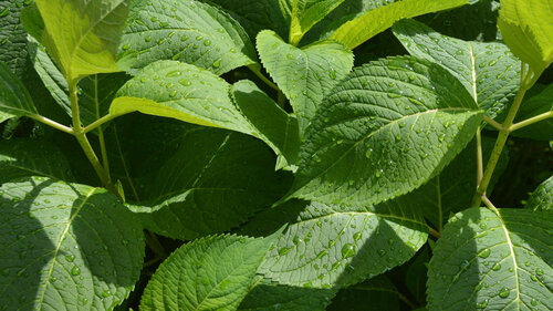hydrangea leaves