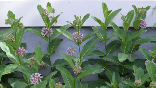 milkweed