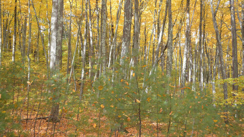 Nagog Hill trail, fall