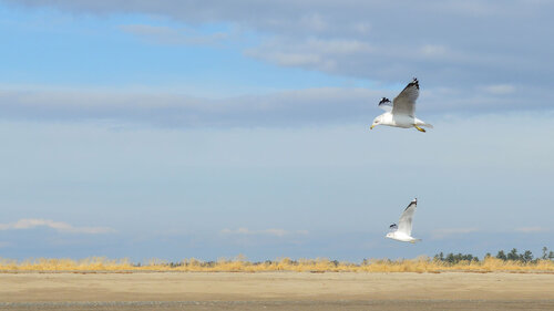 seagulls