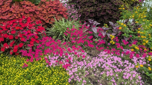 Summer Flowers